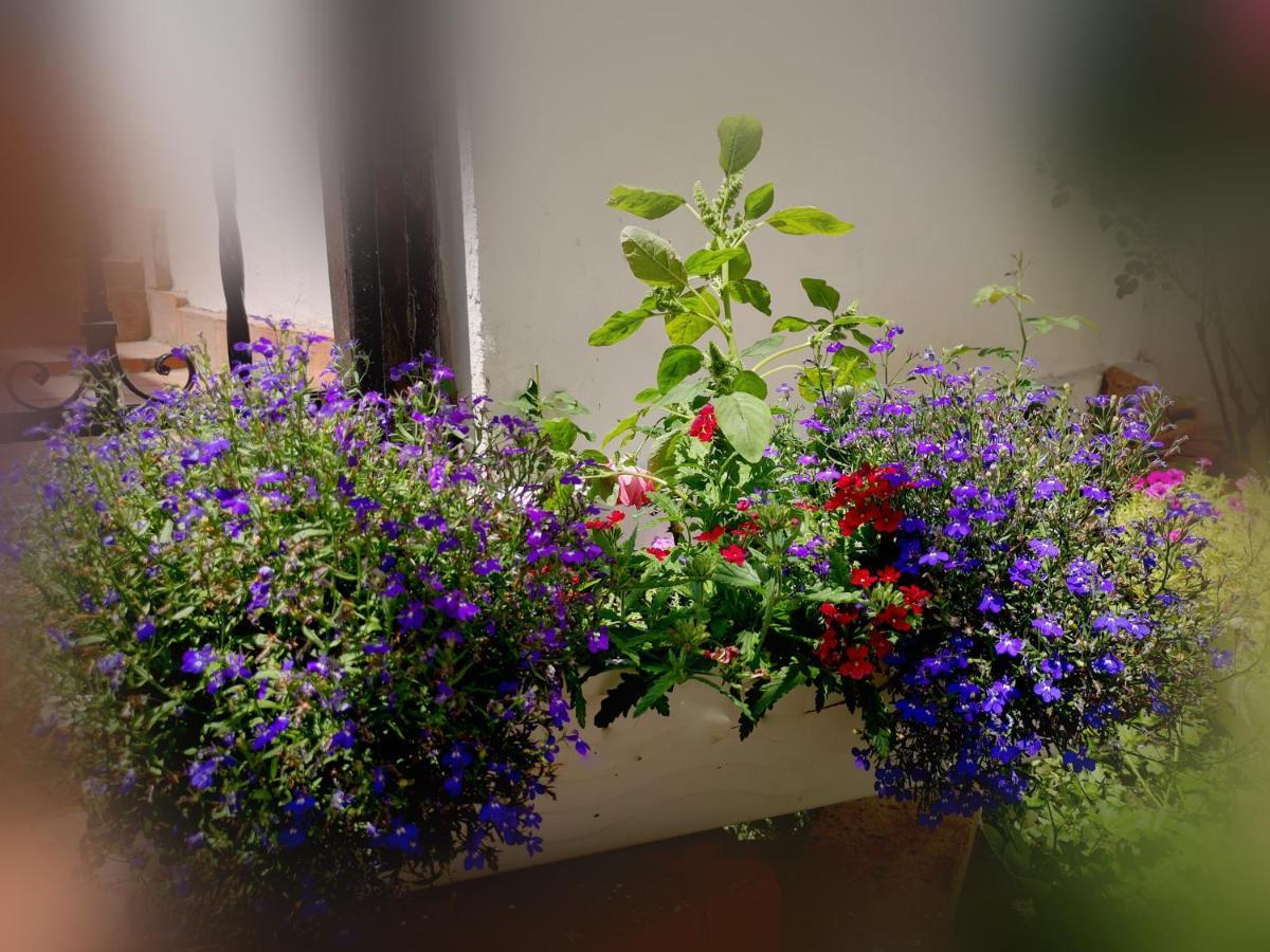 Casa Fotografului Villa Köstence Dış mekan fotoğraf